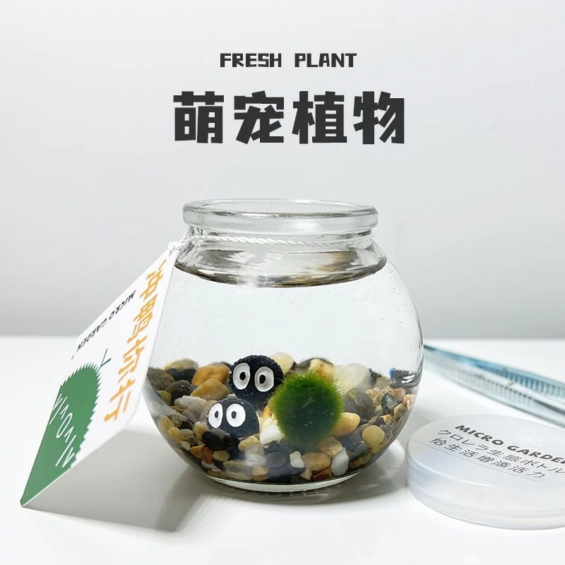 【酷酷】掌心花园海藻球桌面小宠物毕业礼物送老师植物盆栽创意礼物