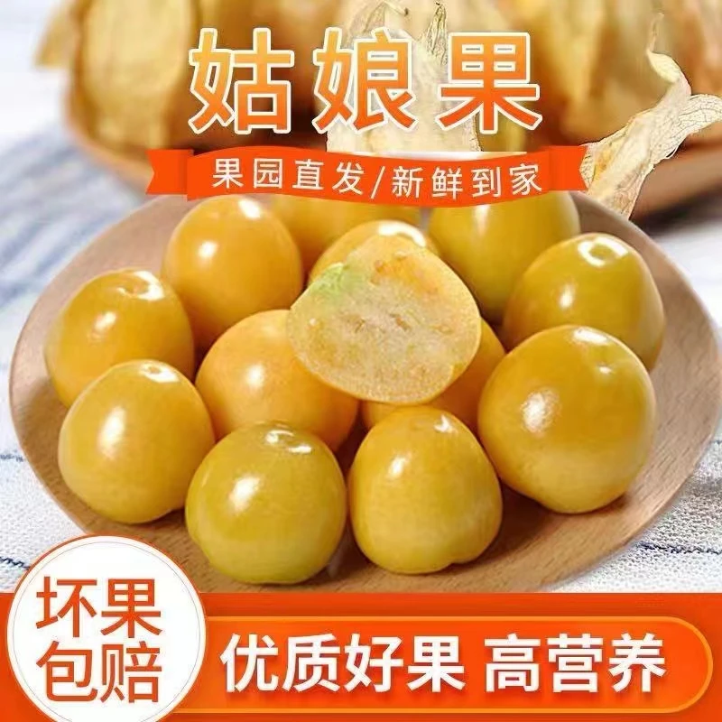顺丰包邮东北特产姑娘果灯笼果新鲜采摘果园直发1斤3斤5斤