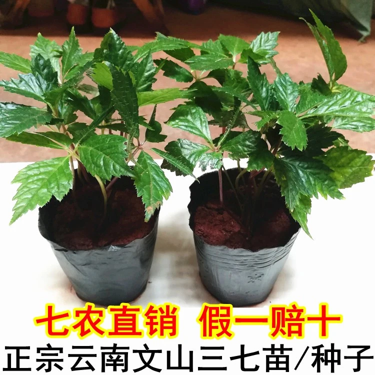 云南文山一年三七种植苗2年三七种苗三七种子红籽条药材植物盆栽