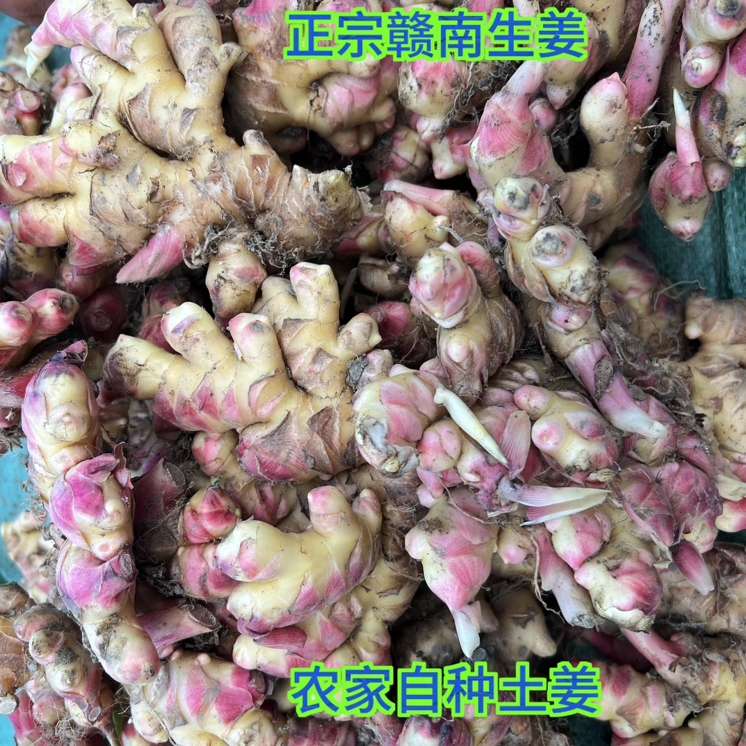 农村自种辛辣土姜原生态驱寒姜新鲜现挖新姜赣南土姜小黄姜包邮