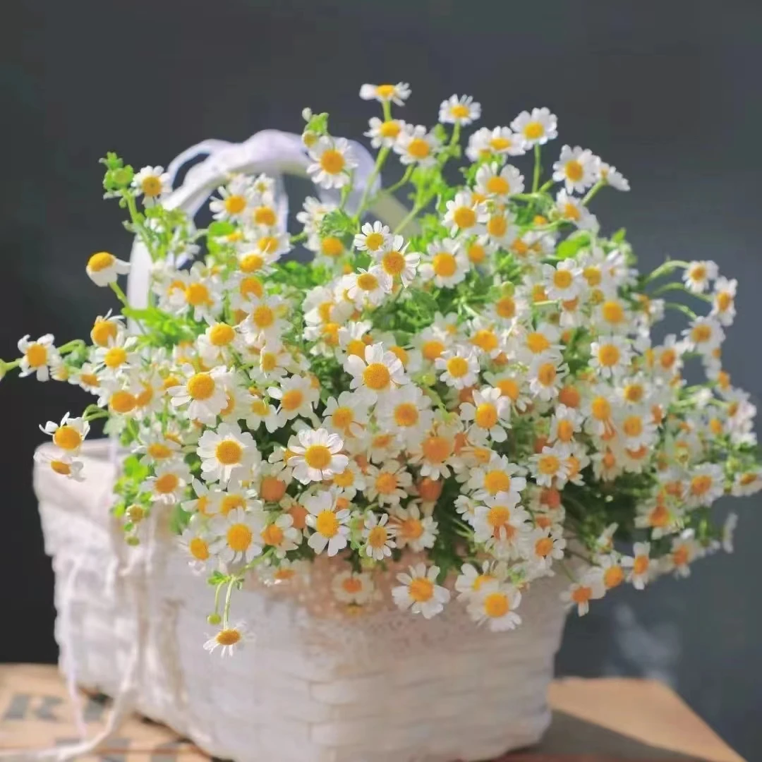 超长待机洋甘菊 凑单品 云南直发