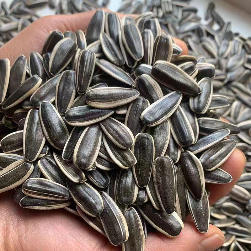 远佬头【大颗粒生的】葵花籽内蒙新货葵花香瓜子大颗粒原味毛嗑