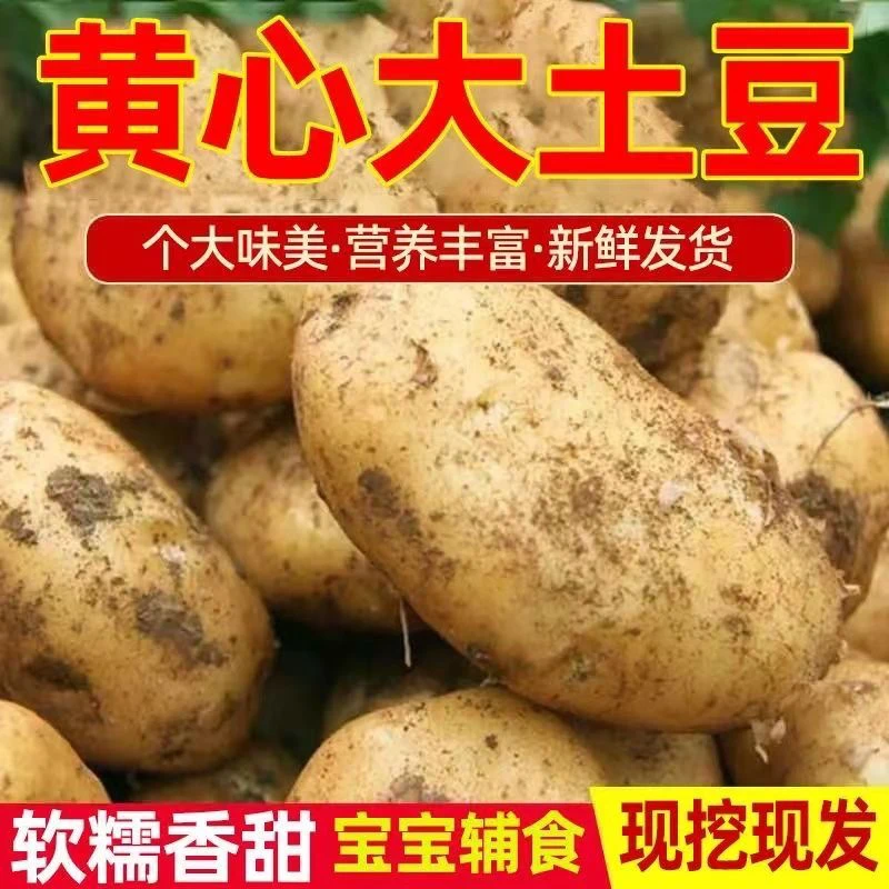 贵州新鲜洋芋贵州黄皮土豆农家洋芋新土豆黄心马铃薯粉糯应季蔬菜