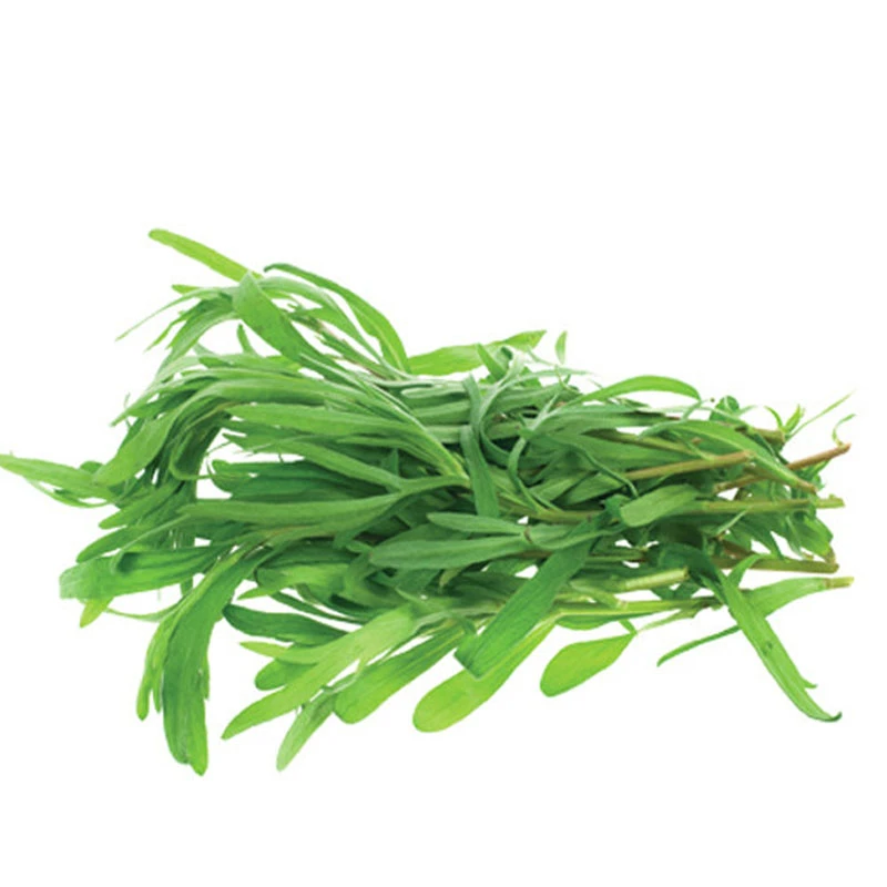 野生面条菜种籽四季播种田园阳台盆栽花园蔬菜种子有机野菜种简单
