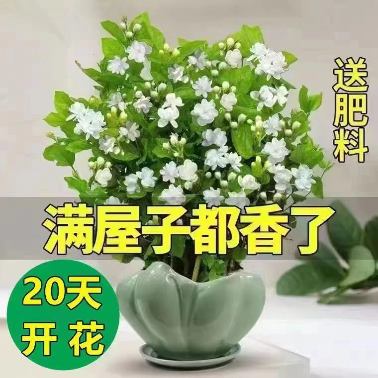 【不带花】芳音重瓣茉莉花盆栽老桩浓香型好养花苗室内植物花卉绿植