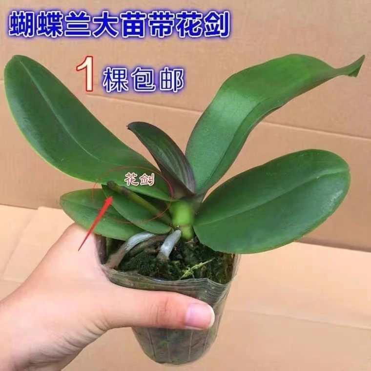 【3年苗很小，介意勿拍】蝴蝶兰盆栽花苗花卉植物室内花好养四季开花