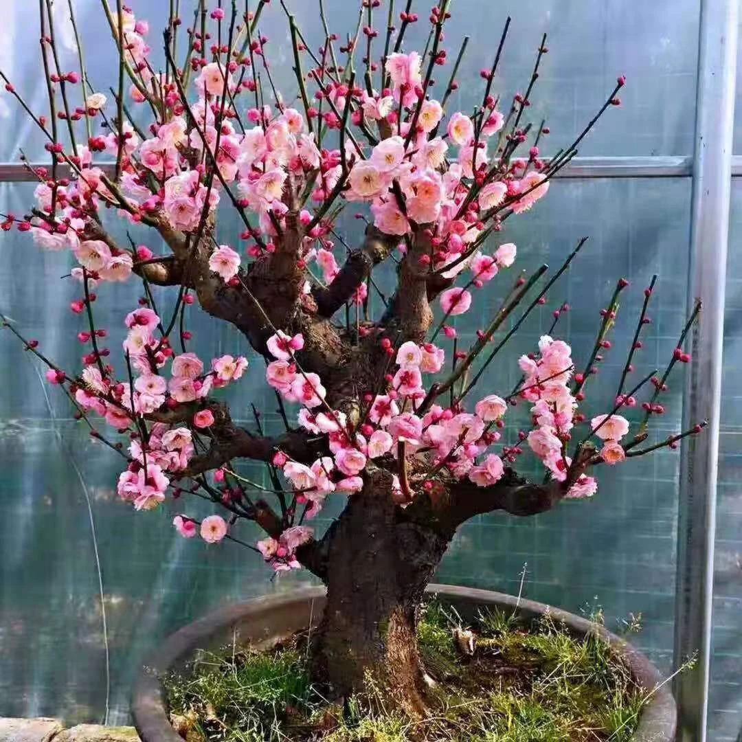 耐寒腊梅【不带花苞】开花浓香梅花地栽树苗四季开花卉室外绿植