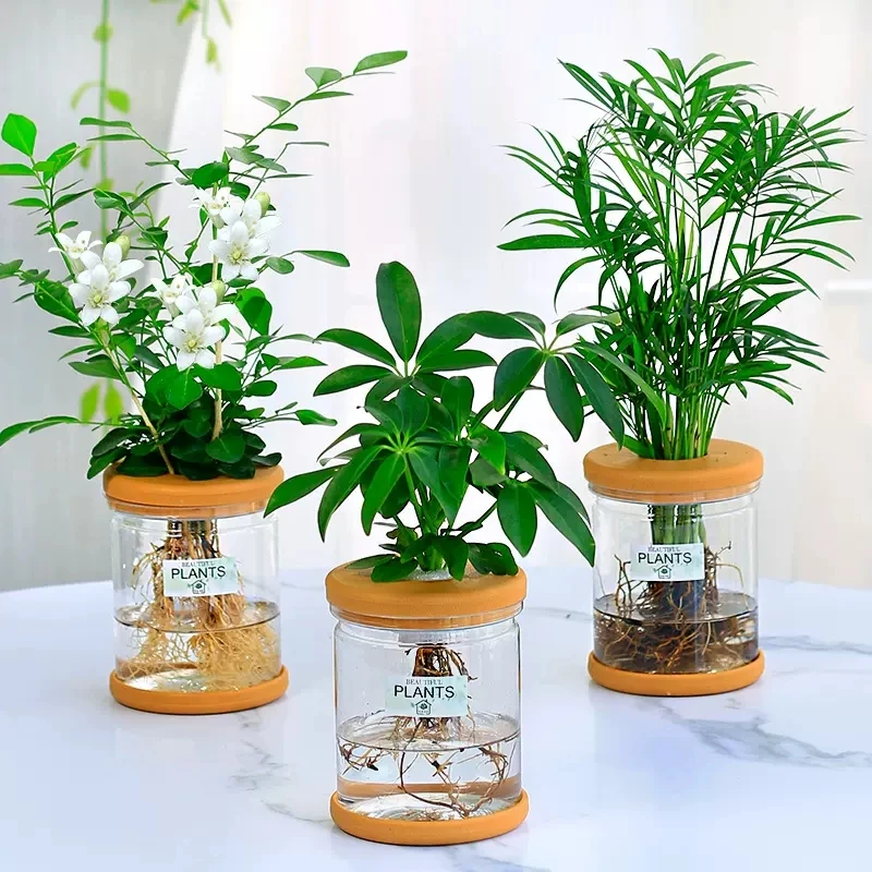 水培植物富贵竹绿萝箩驱蚊九里香发财树花卉盆栽室内绿植鸭脚木