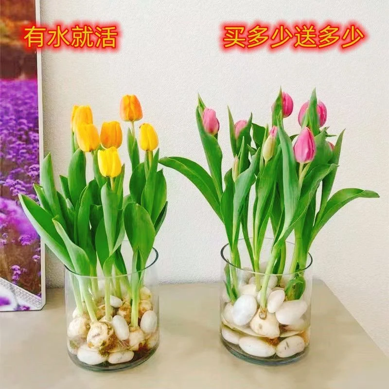 特价郁金香种球水培四季开花盆栽花卉植物懒人好养绿植花卉郁金香