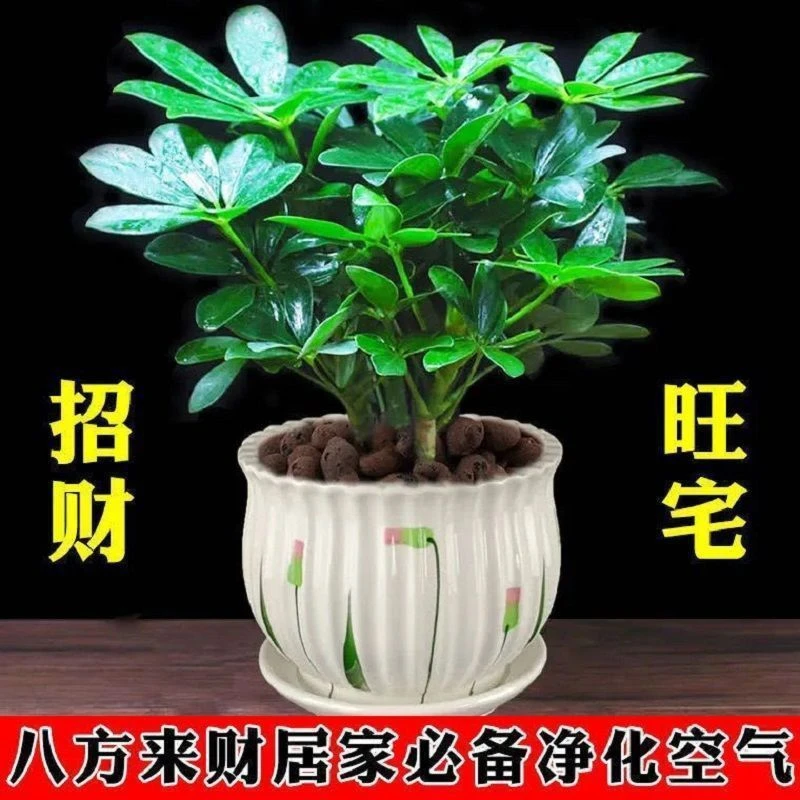 净化空气室内花卉八方来财盆栽鸭脚木七叶莲绿植四季常青招财植物