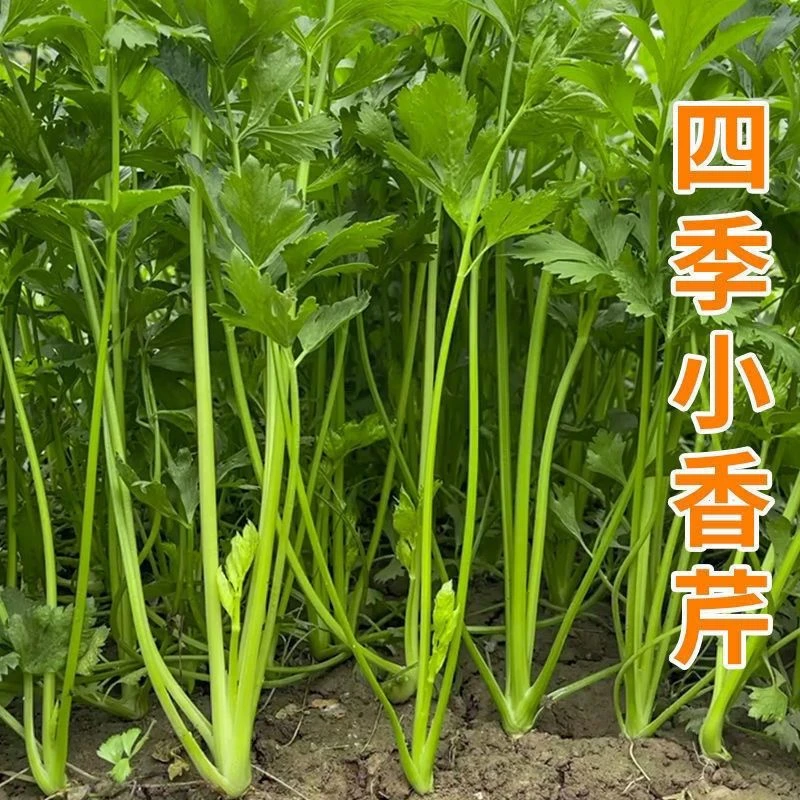 四季小香芹种子浓香芹菜种籽四季易种实心小香芹耐寒耐热蔬菜种子