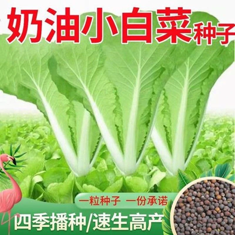 【买3包送1包】奶油小白菜种子四季蔬菜早熟小青菜阳台盆栽速生种籽