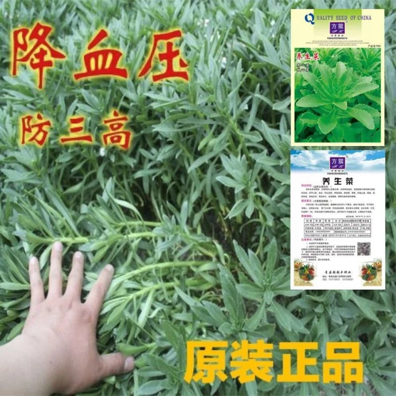 养心菜种子救心菜高钙菜养心菜苗菜种子费菜种苗四季种植蔬菜种孑