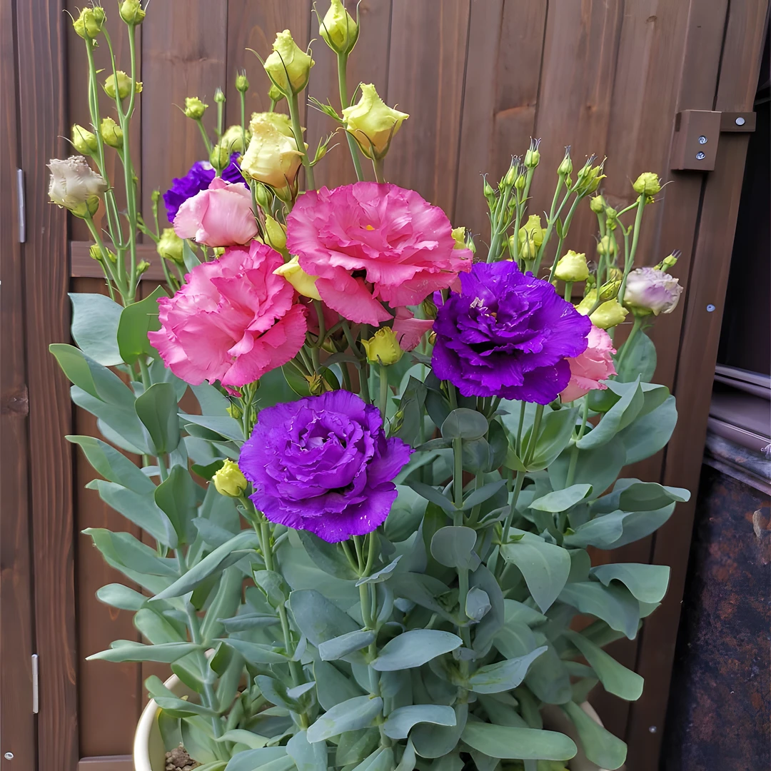 洋桔梗种子桔梗四季播种开花好养活室内外花苗盆栽观赏花卉花种籽