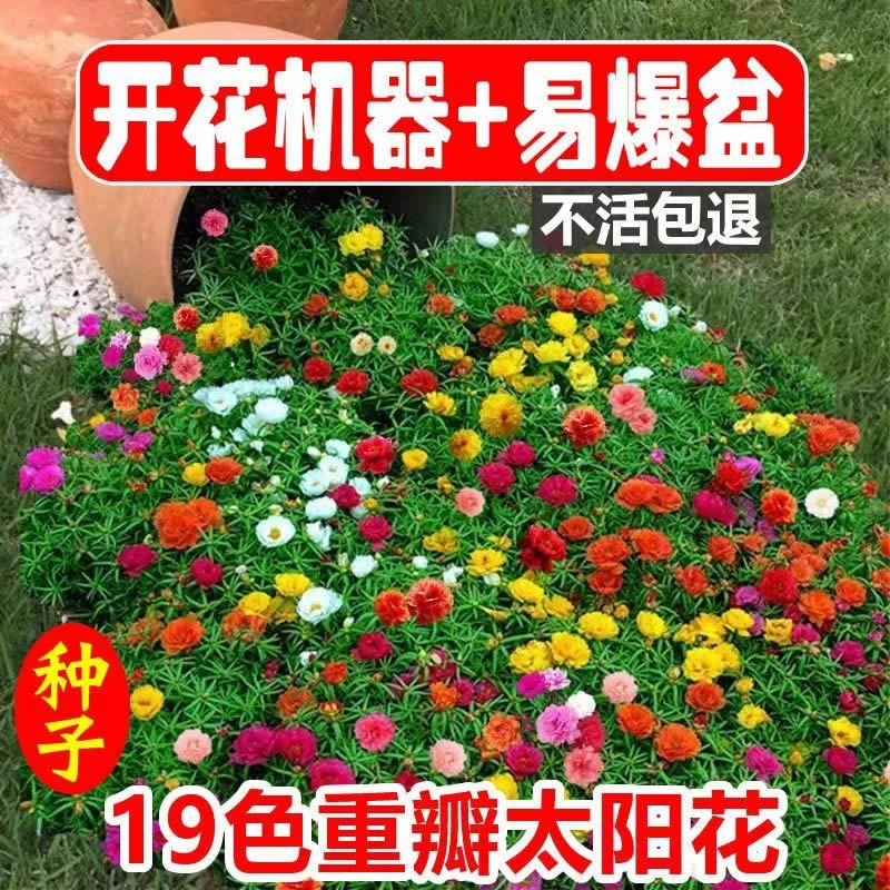 【不活包退】重瓣太阳花种子易活四季开花室外庭院花园冻不死花籽