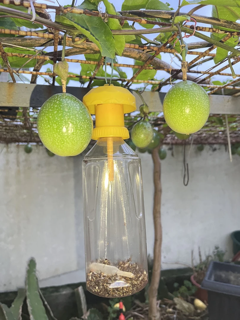 专用果实蝇诱捕器针蜂香精剂水果园引诱药水实用高效耐用专用诱剂