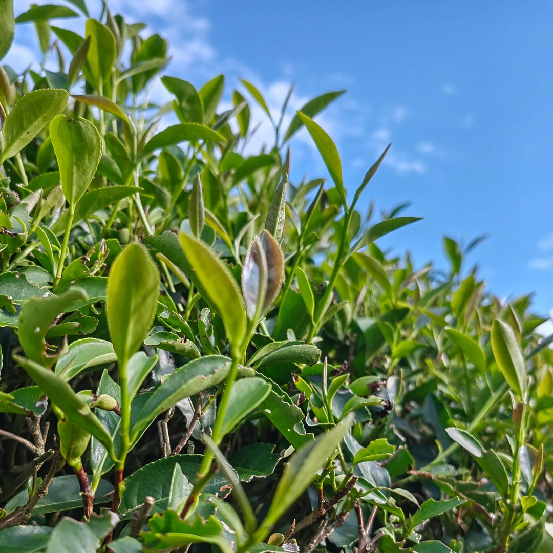 盲盒一箱高货新春茶上新传统碳焙工艺中火桂皮香