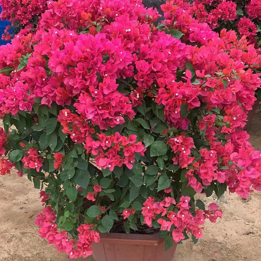 原生老桩同安红四季开花