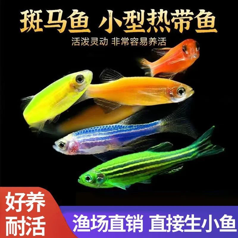 【5色斑马鱼】糖果色斑马鱼热带鱼观赏鱼淡水鱼新手好养耐活小型鱼