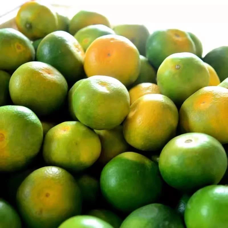 新品种青皮蜜桔苗 日南一号橘子苗早熟青柑苗 嫁接无核蜜桔子树苗