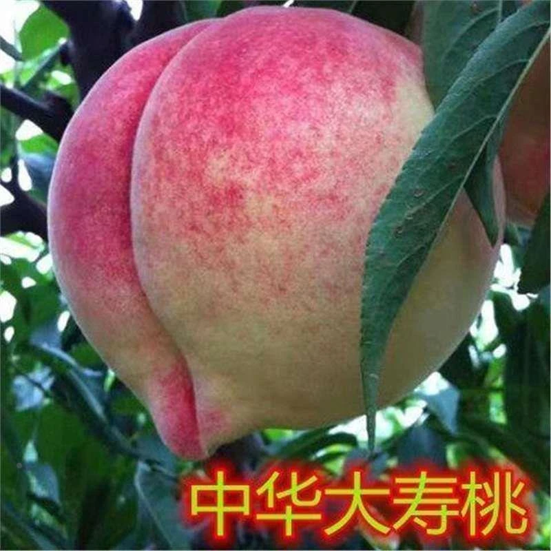 中华大寿桃嫁接水蜜桃树苗庭院盆栽地栽南方北方种植当年结果桃树