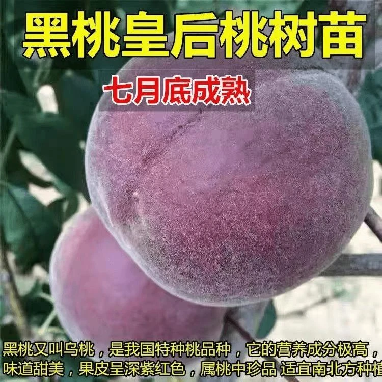 新品种嫁接黑桃皇后桃树树苗地栽桃子树苗盆栽桃树果树苗南北种植