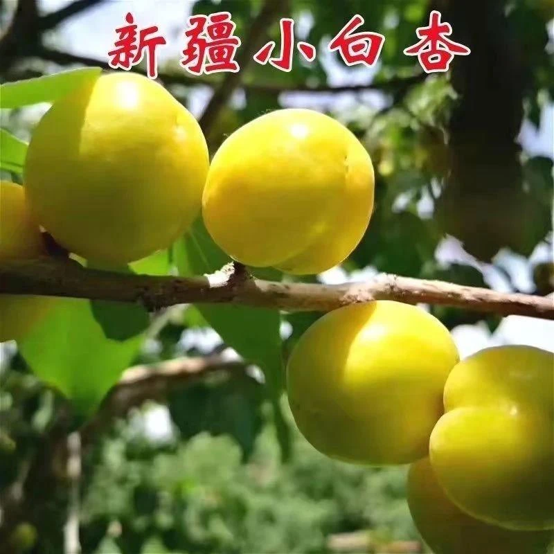新疆车库小白杏子苗 杏树苗 香白杏子树苗嫁接杏树树苗南北方种植