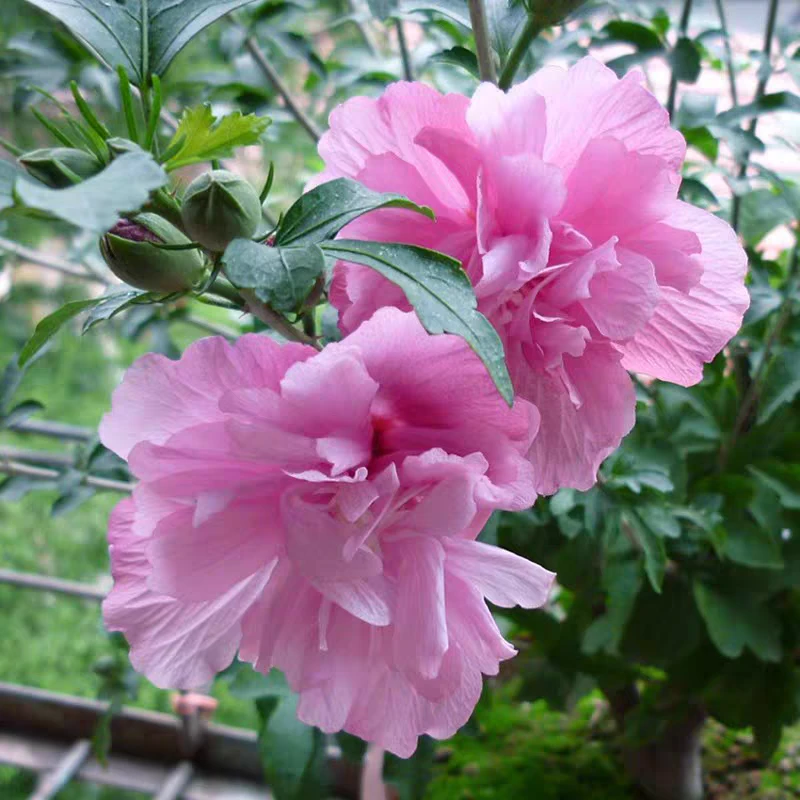 重瓣木槿花大花木槿粉红色花盆栽地栽庭院种植阳台花卉