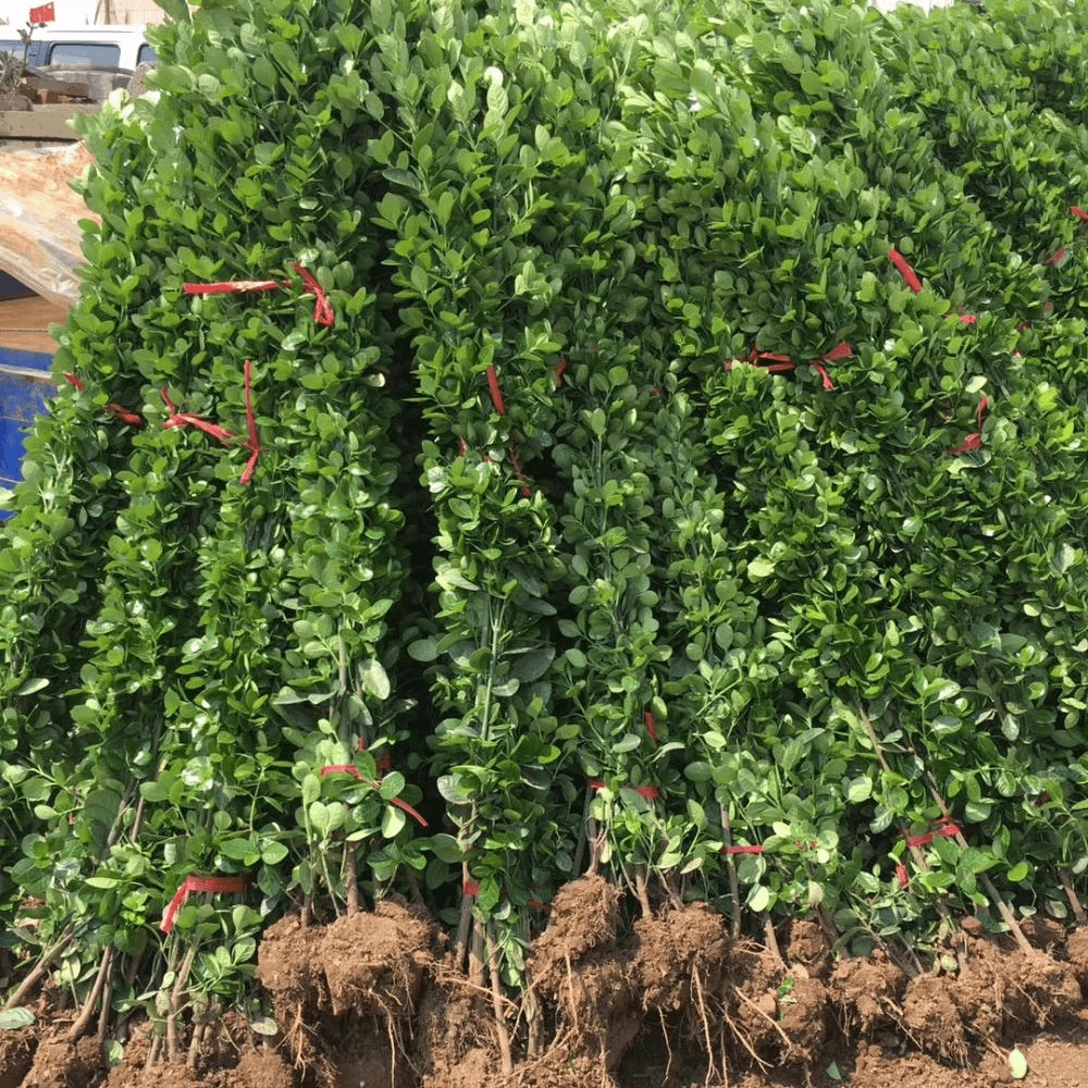 北海道黄杨四季常青耐寒篱笆围墙植物庭院遮挡绿植户外绿植隔断