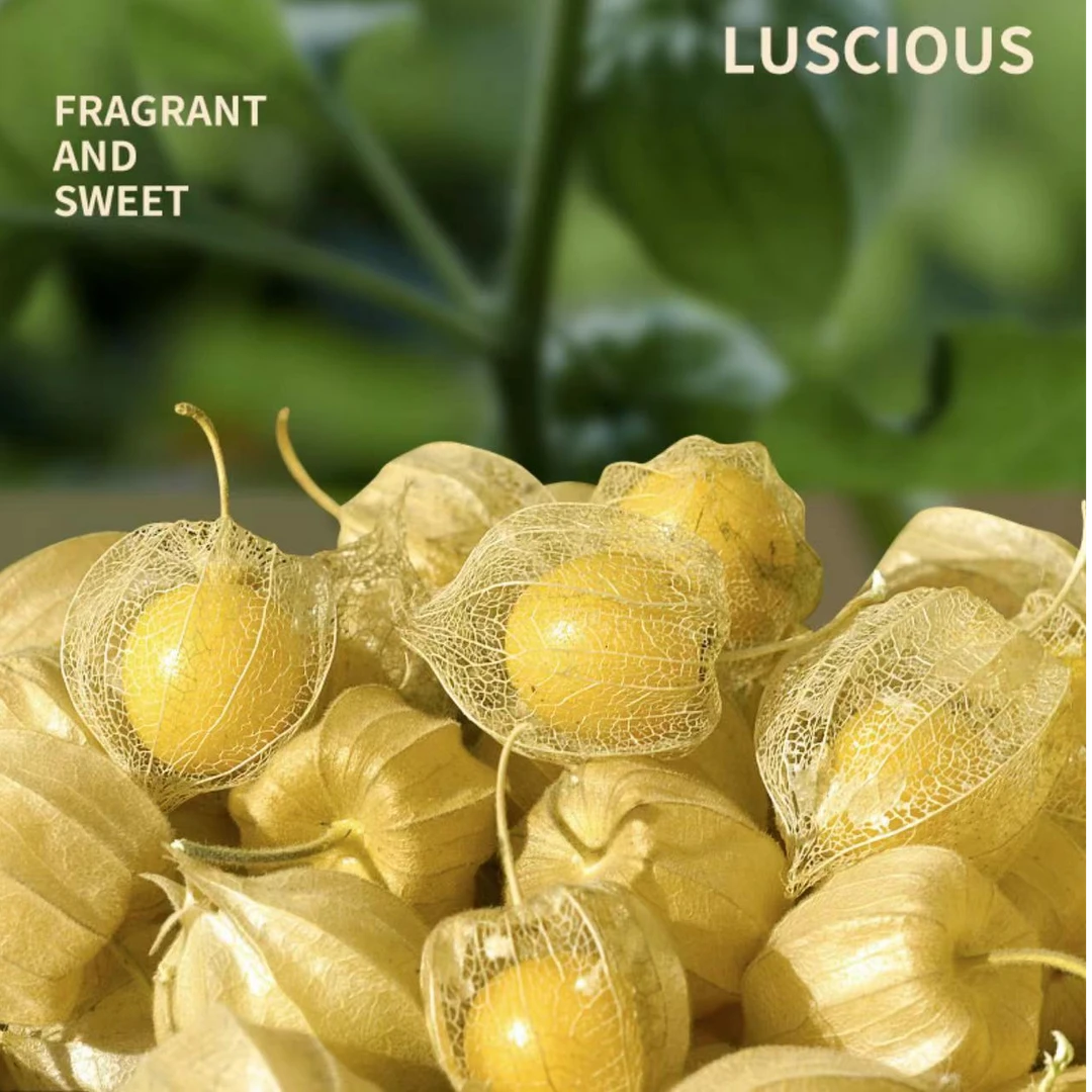 【便携水果】食健客冻干菇娘 东北特产水果 美味解馋 拍一发二