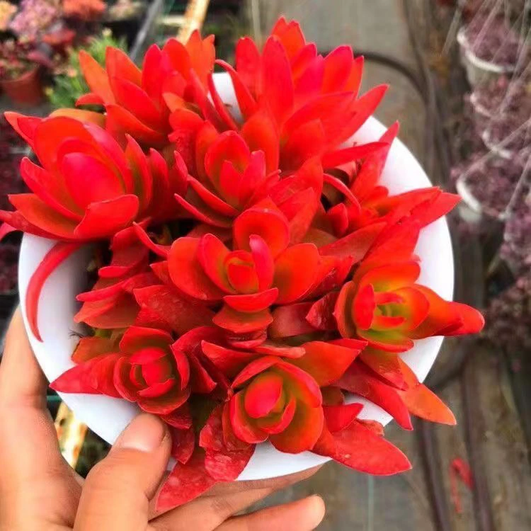 一整箱多肉（到手6盆）带盆带土包邮