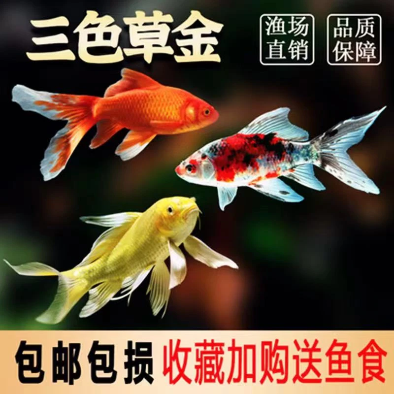 锦鲤鱼活鱼冷水淡水鱼苗观赏鱼金鱼小型耐活红鲤黑白观赏饲养套餐