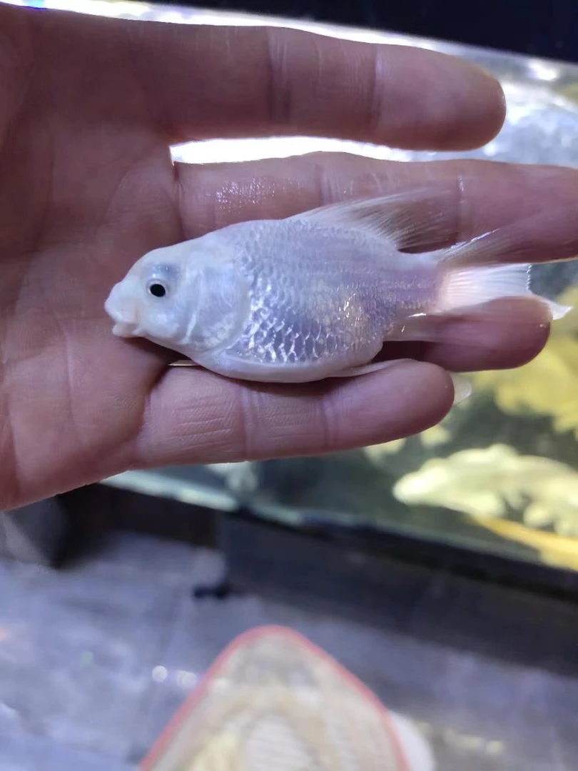 蝴蝶鲤饲养长身短身球观赏鱼冷淡水适合混养普短身养殖小鱼观赏鱼