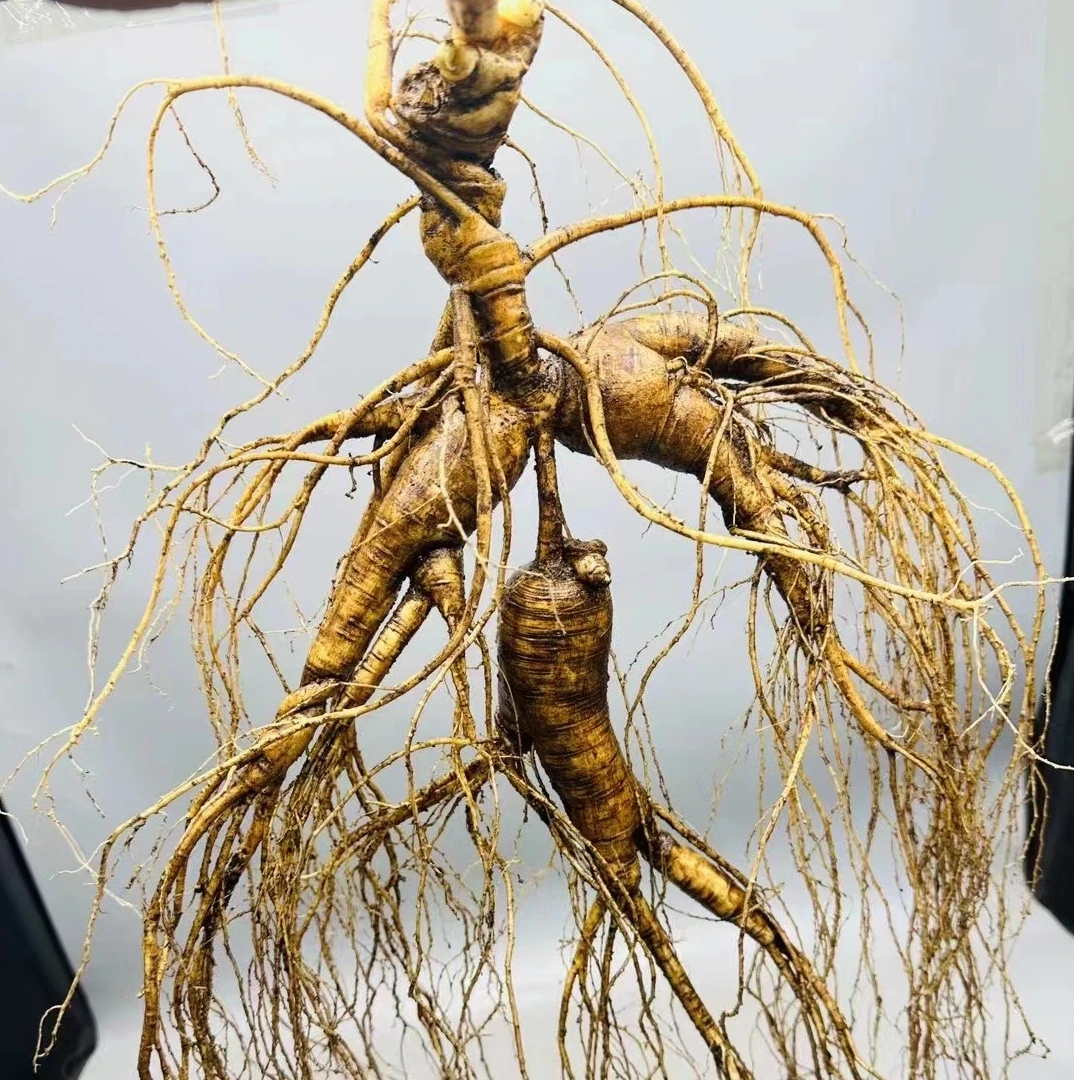 东北特产 带土鲜人参泡酒大林下山参 产地包邮