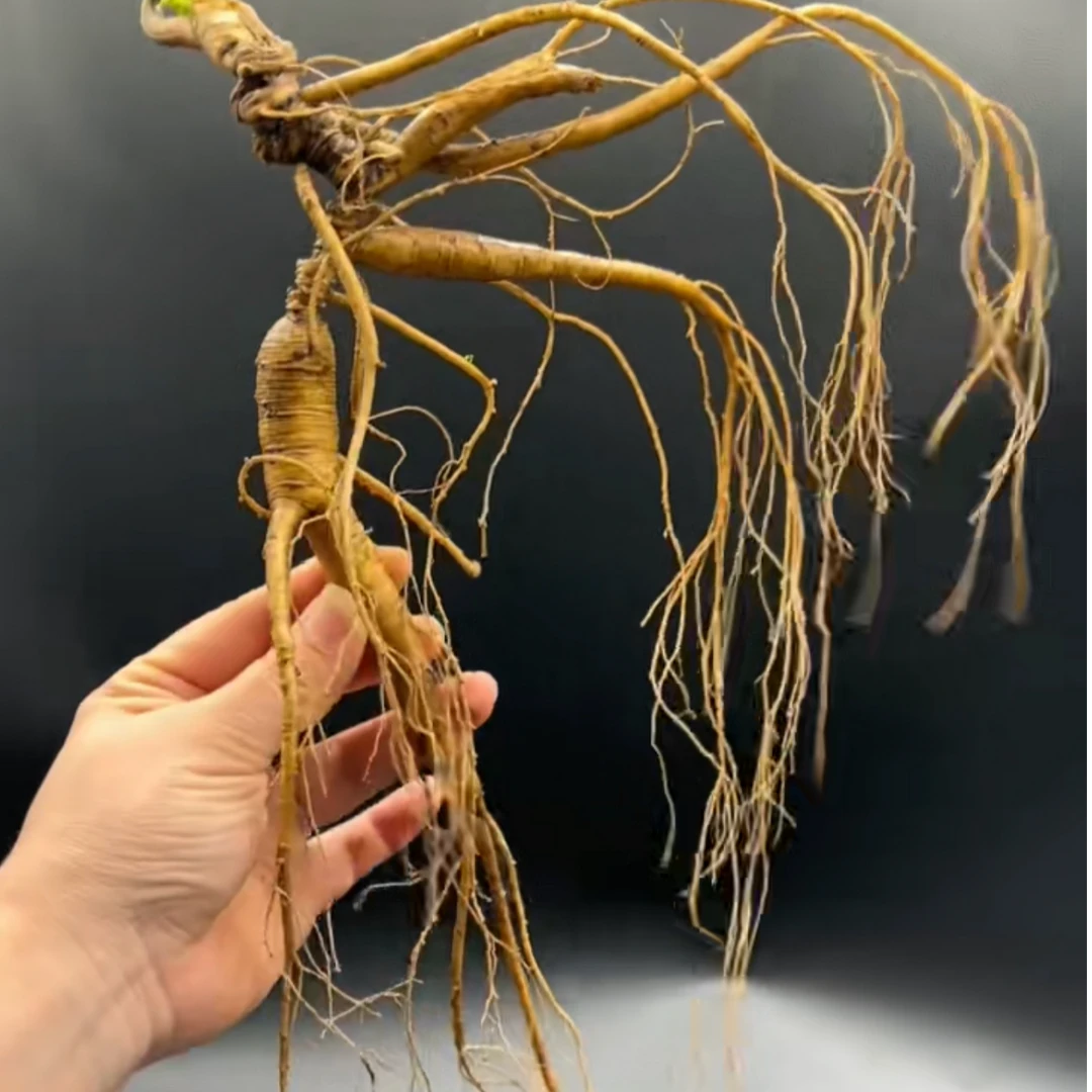 东北特产 单只精品泡酒林下山参 产地包邮