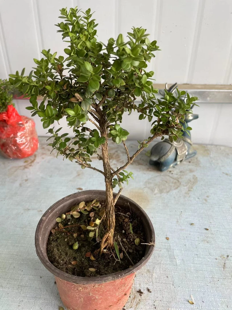 珍珠黄杨盆景，珍珠黄杨8年大苗大别山珍珠黄杨，鱼鳞木