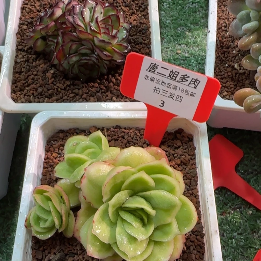 唐二姐多肉编号3