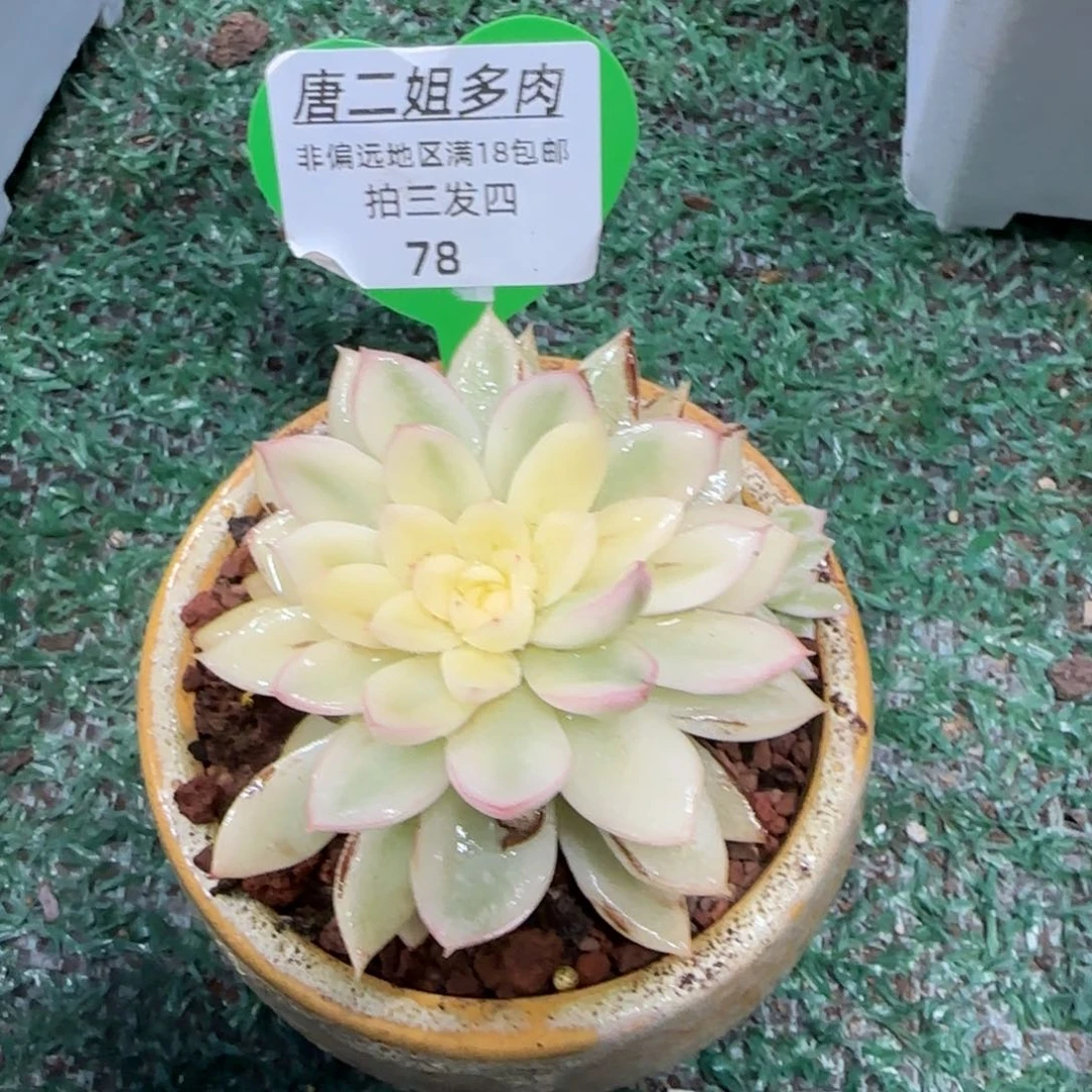 榴*唐二姐多肉编号78
