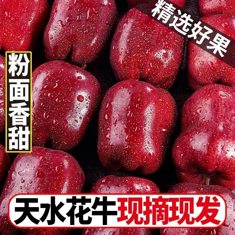 顺丰包邮甘肃天水花牛苹果新鲜苹果脆甜粉面两吃应季孕妇宝宝水果