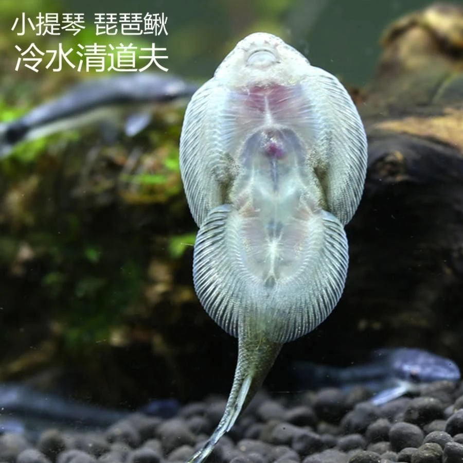 岩鳅吸鳅除藻琵琶鱼缸清洁观赏鱼工具清道夫吸盘冷水贵州琵琶鱼
