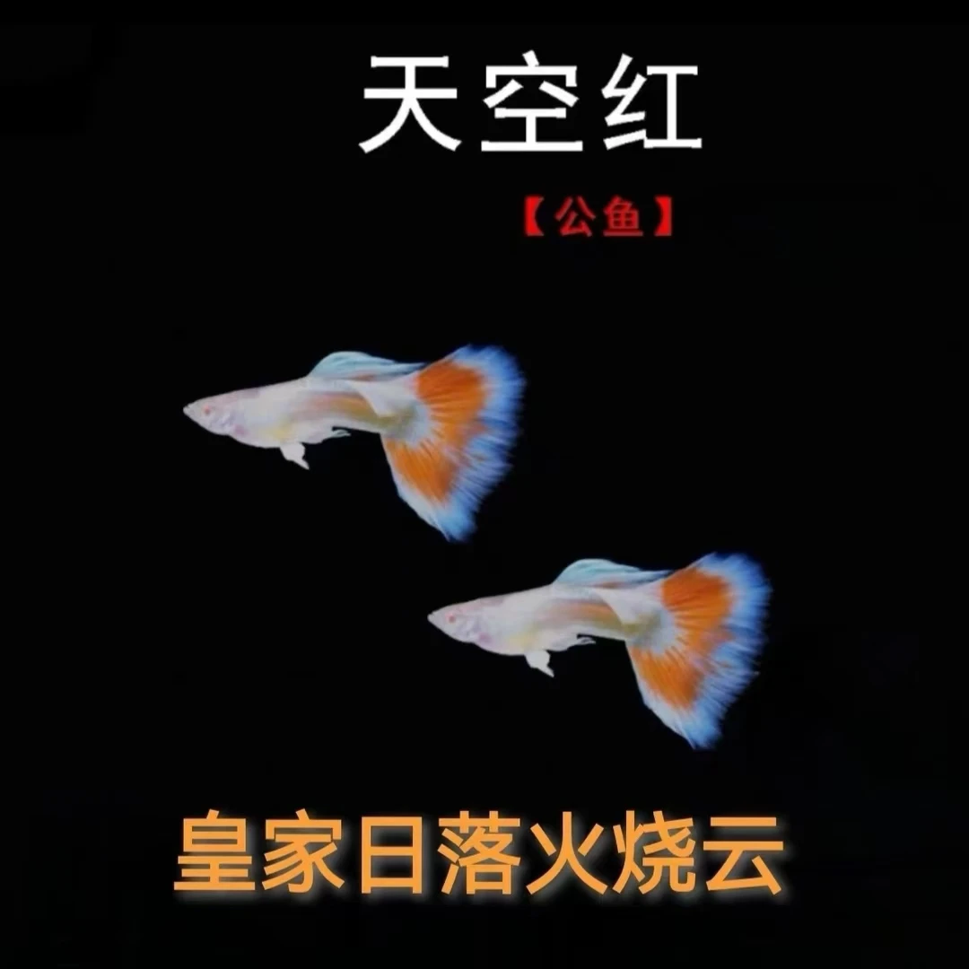 皇家日落红尾火烧云 精品孔雀鱼（入缸后不包损）