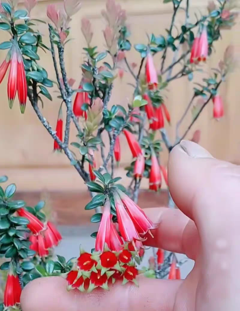 云南网红盆景树萝卜五翅莓吊金钟，适合室内室外种养植。