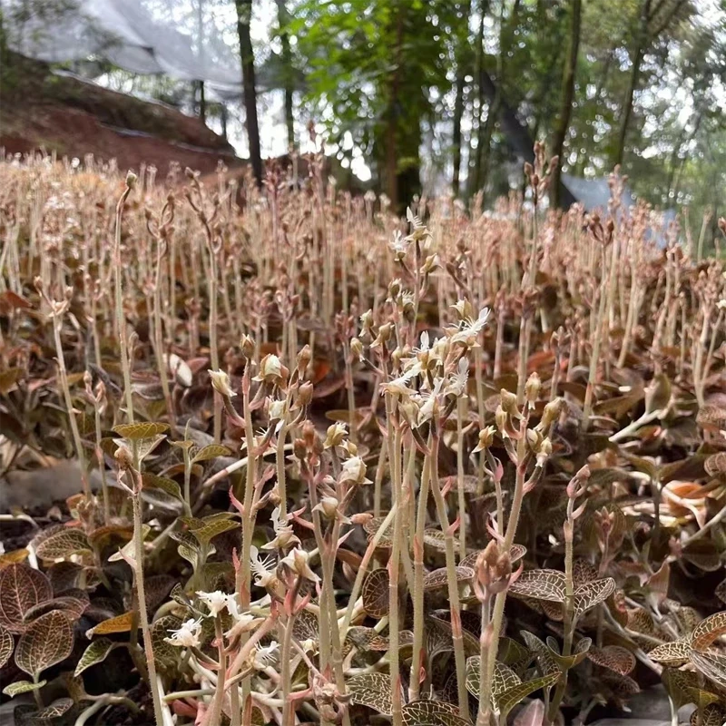 福建金线莲 林下防叶 全开花金线莲