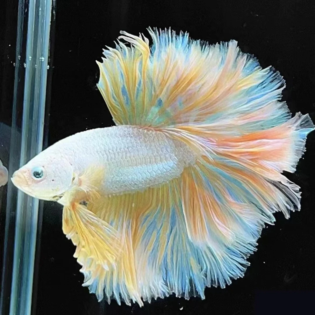 A级57号~112号泰国斗鱼观赏鱼活体 直播间泰斗选鱼对应编