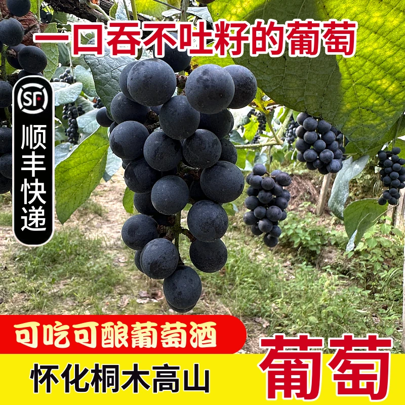 顺丰包邮怀化桐木高山刺葡萄湘珍珠可吃可酿葡萄9含有丰富花青素