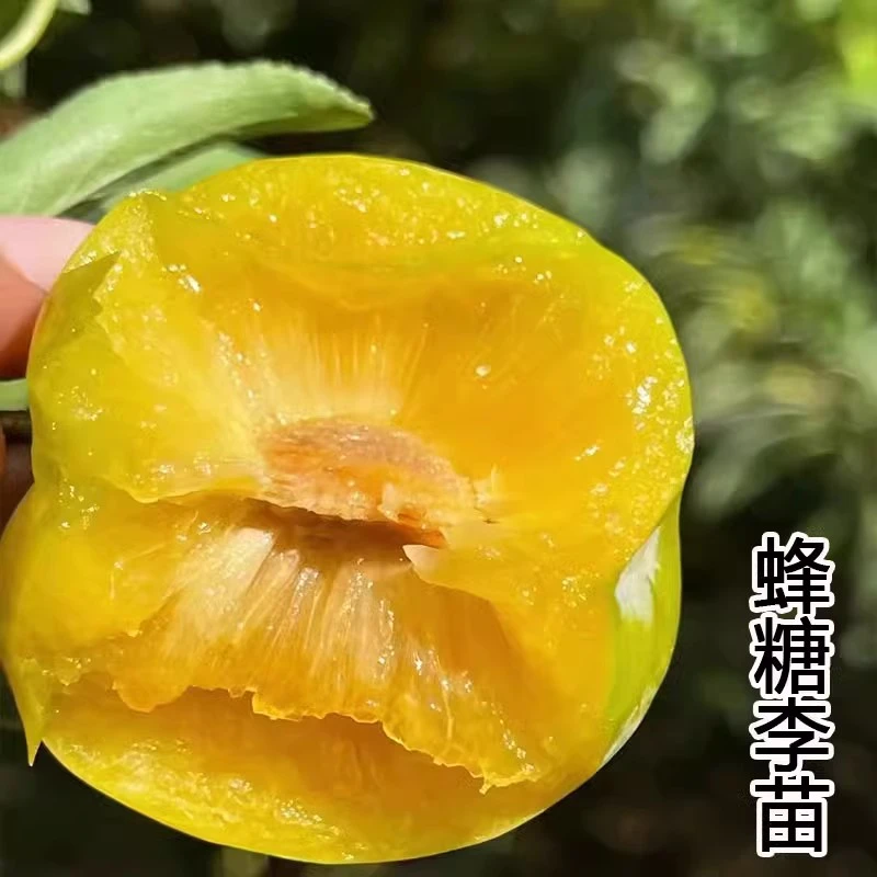 蜂糖李子树苗贵州三华李四川脱骨李新品种黄金奈红心盆栽果树果苗