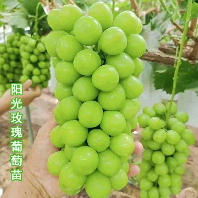 葡萄树苖阳光玫瑰葡萄蓝宝石葡萄小苗盆栽南北方当年结果裸根发货