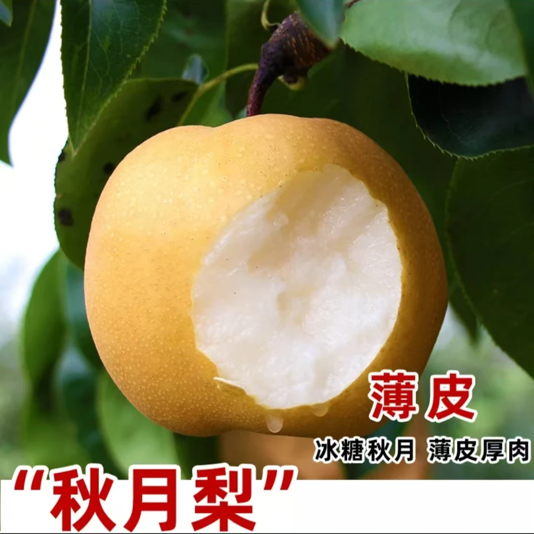 正宗秋月梨树果苗嫁接苗翠冠梨活苗雪梨丰水库尔勒香梨苗沙梨树苖