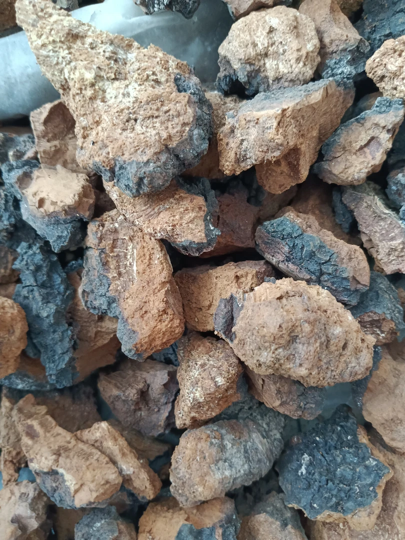 饶河大块桦树茸（500克）