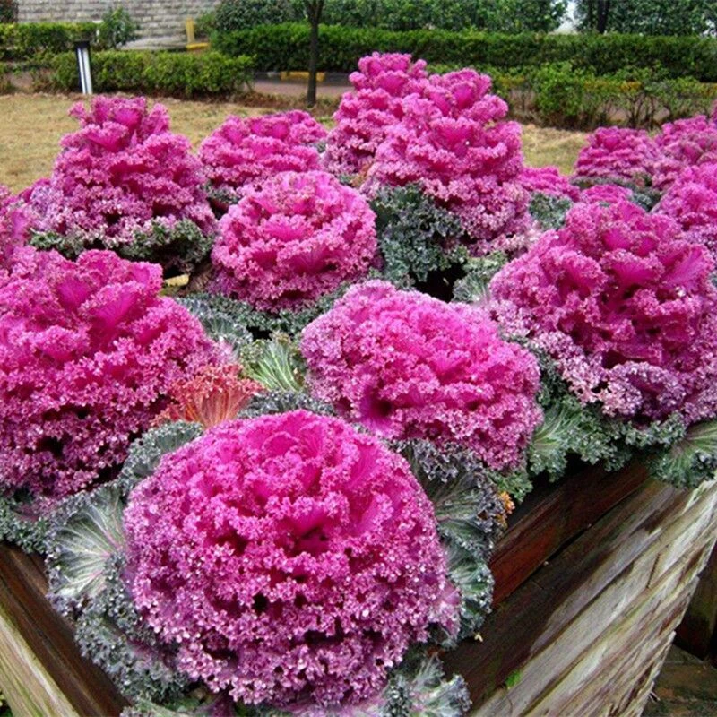 紫羽衣甘蓝稀有蔬菜种子营养丰富种子稀有彩色盆栽可食用可观赏